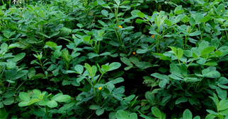 花生怎么施用葉面肥？花生葉面肥施用技術(shù)